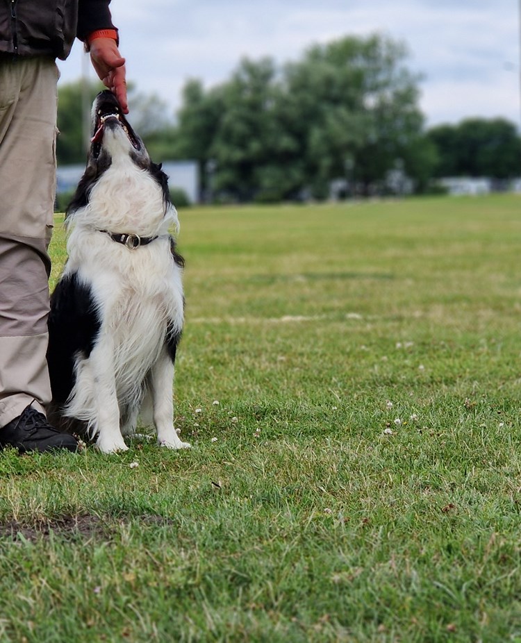 Svart-vit border collie sitter i fotposition intill förarens ben.