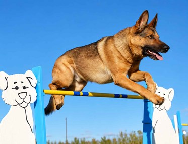 Agility