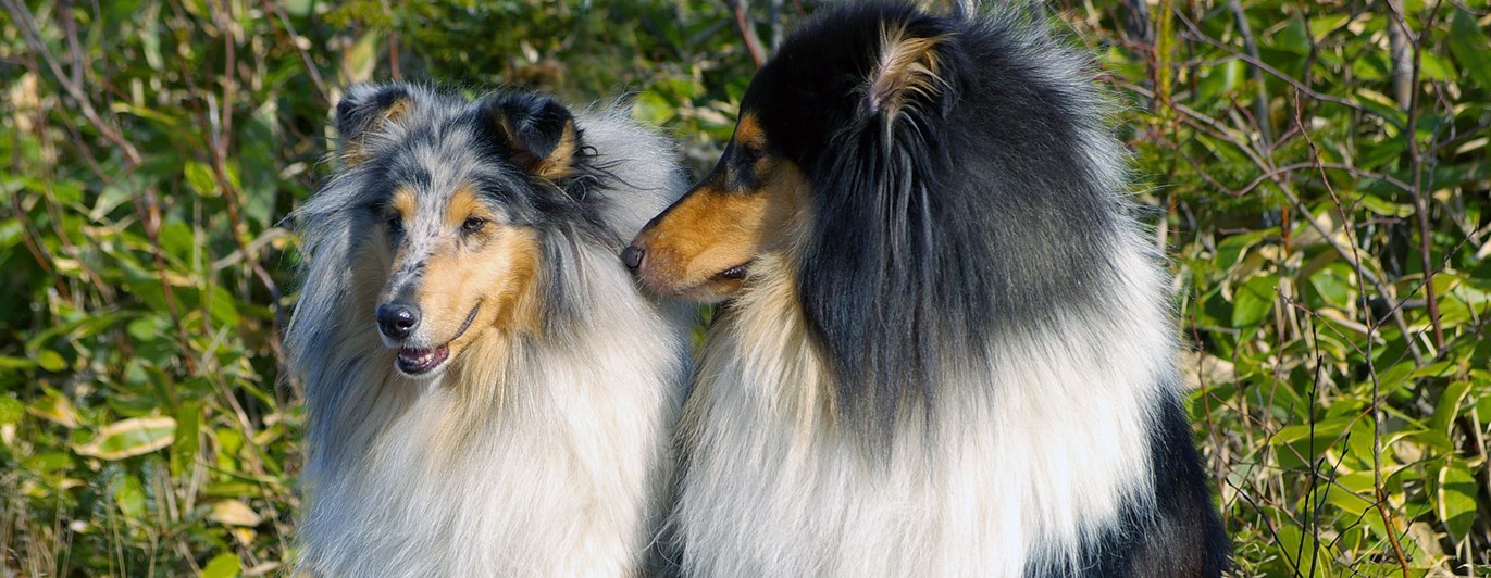 Två collies sitter bredvid varandra