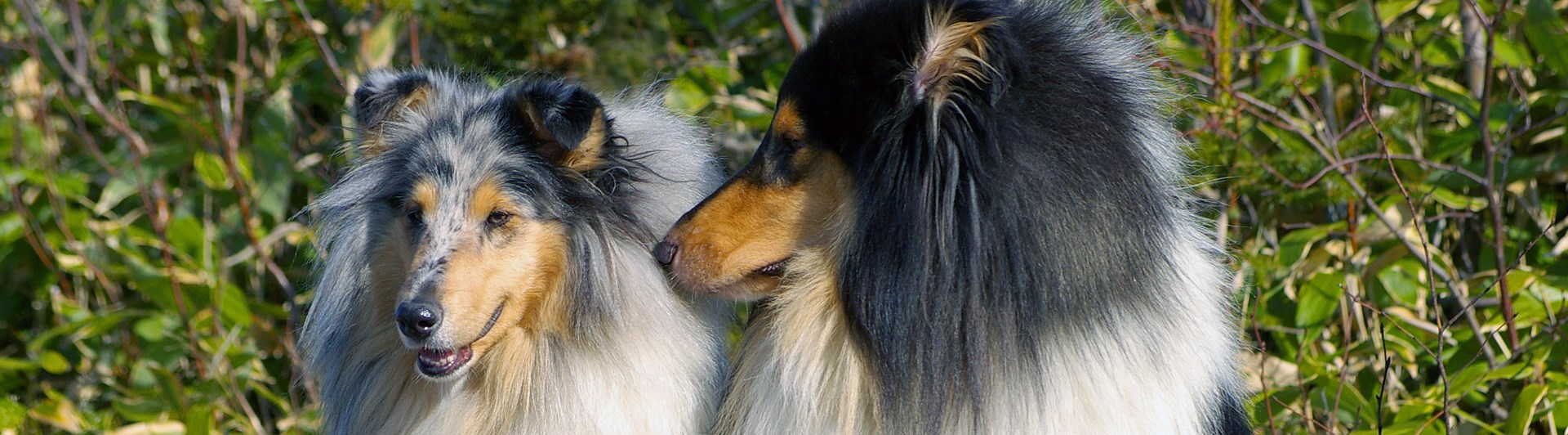 Två collies sitter bredvid varandra