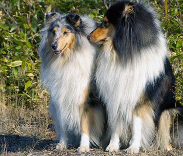 Två collies sitter bredvid varandra