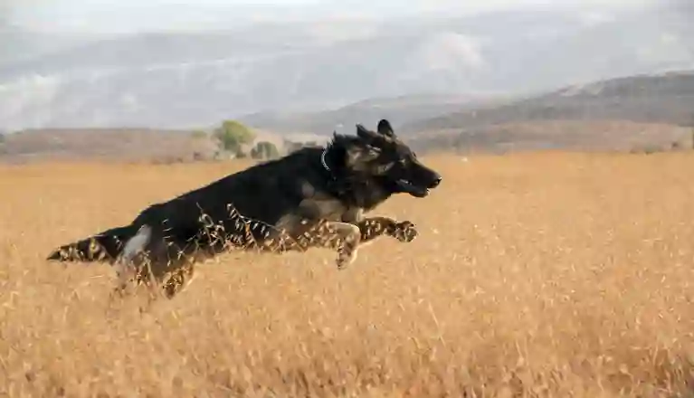 Bild som visar en hoppande tysk schäferhund på en höstäng.