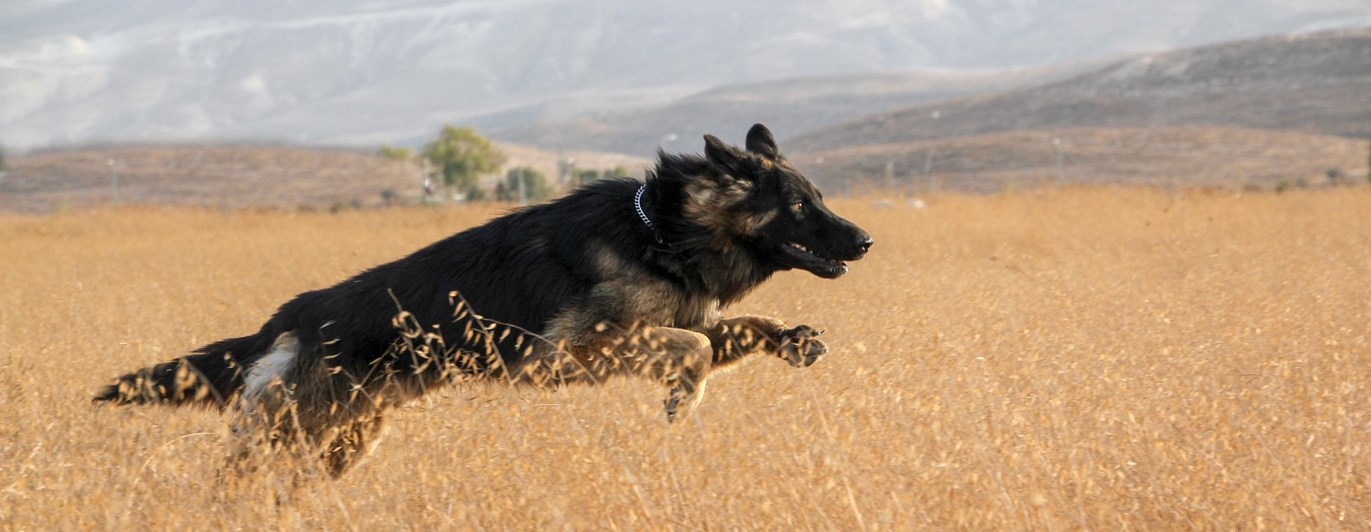 Bild som visar en hoppande tysk schäferhund på en höstäng.