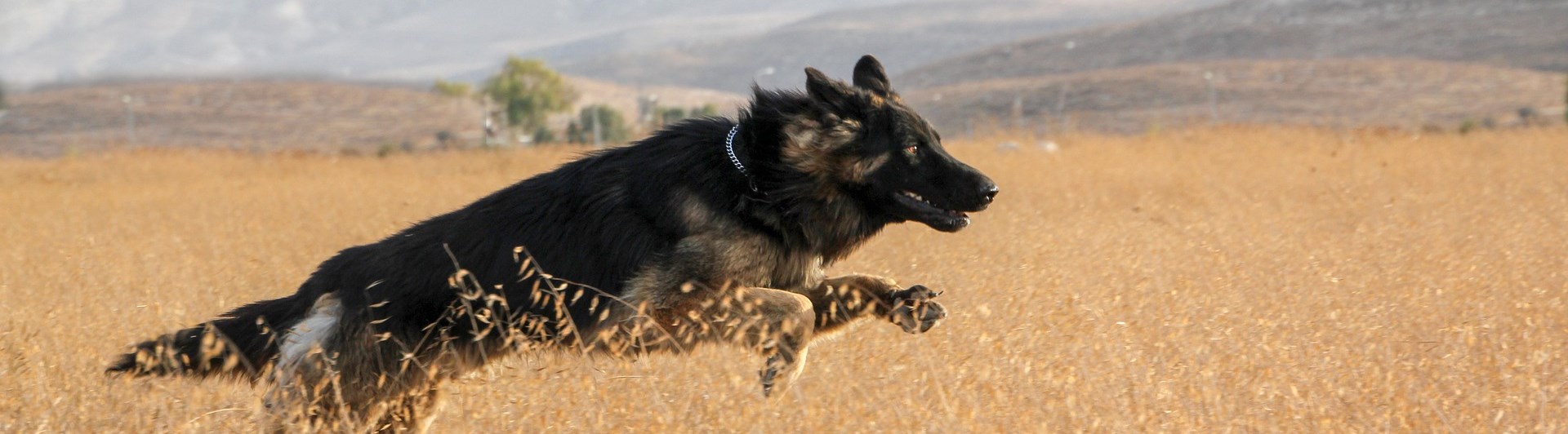 Bild som visar en hoppande tysk schäferhund på en höstäng.