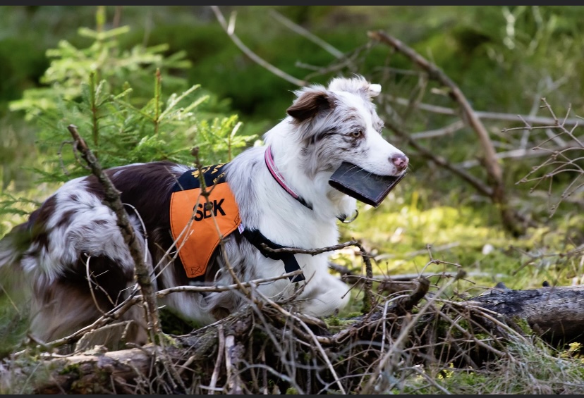 Australian Shephard i sbk-tecken, kör uppletande