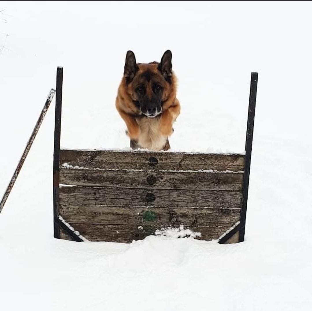 Schäfer hoppar över hinder på vintern