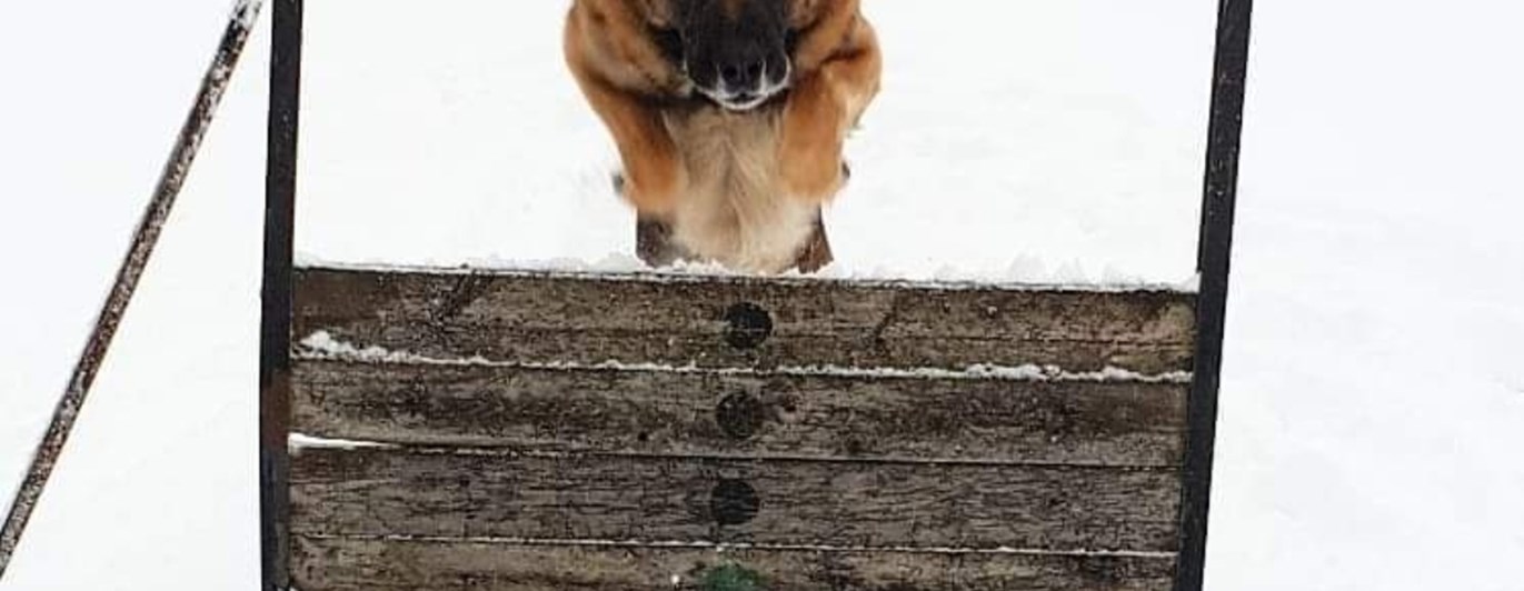 Schäfer hoppar över hinder på vintern