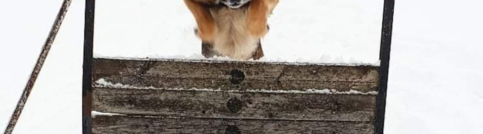 Schäfer hoppar över hinder på vintern