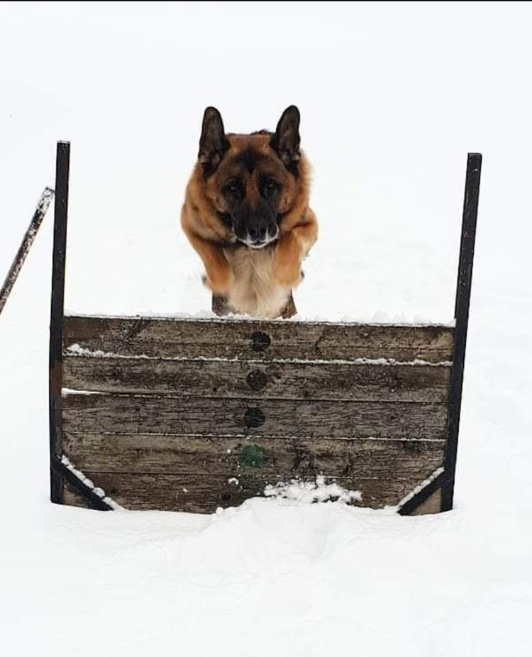 Schäfer hoppar över hinder på vintern