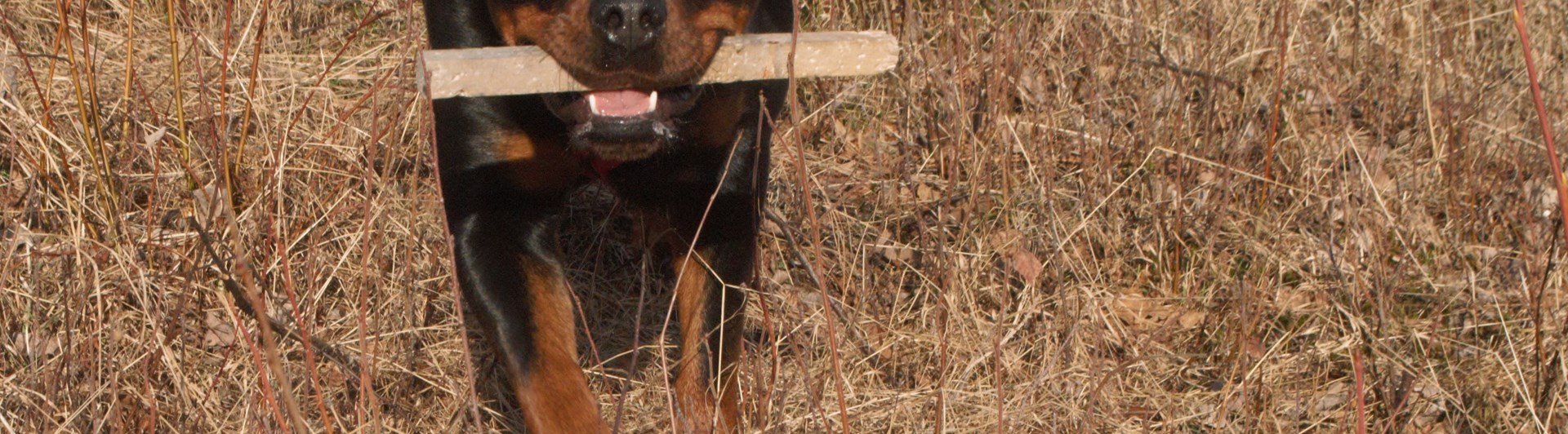 En rottweiler som har hämtat en spårpinne, Fotograf Viktoria Berg