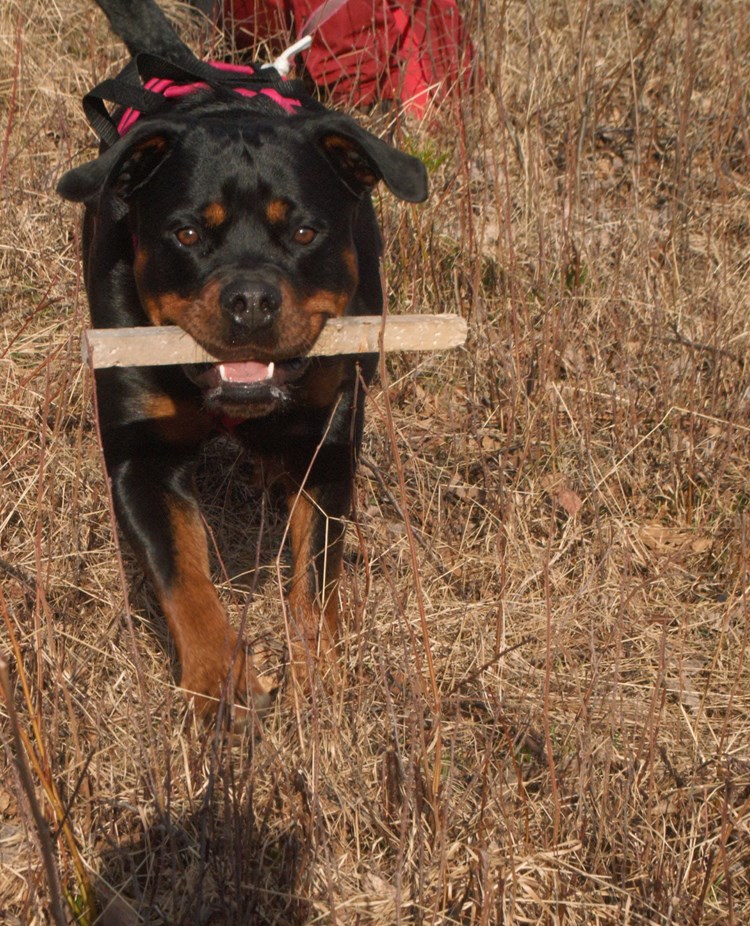 En rottweiler som har hämtat en spårpinne, Fotograf Viktoria Berg