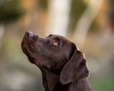 Labrador