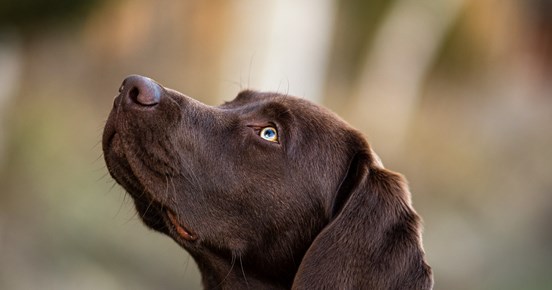 Labrador