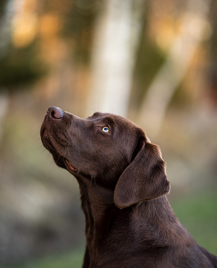 Labrador