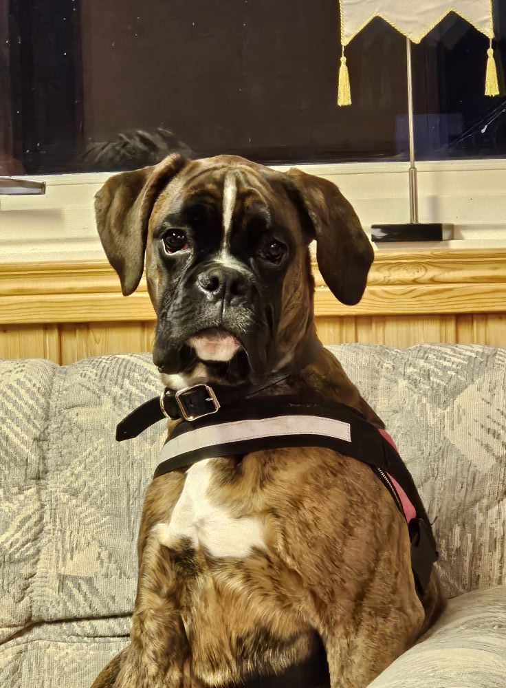 Hund njuter i klubbstugan efter kurs.