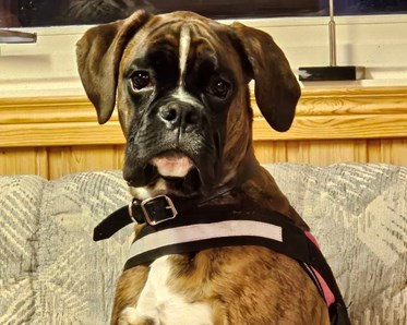 Hund njuter i klubbstugan efter kurs.