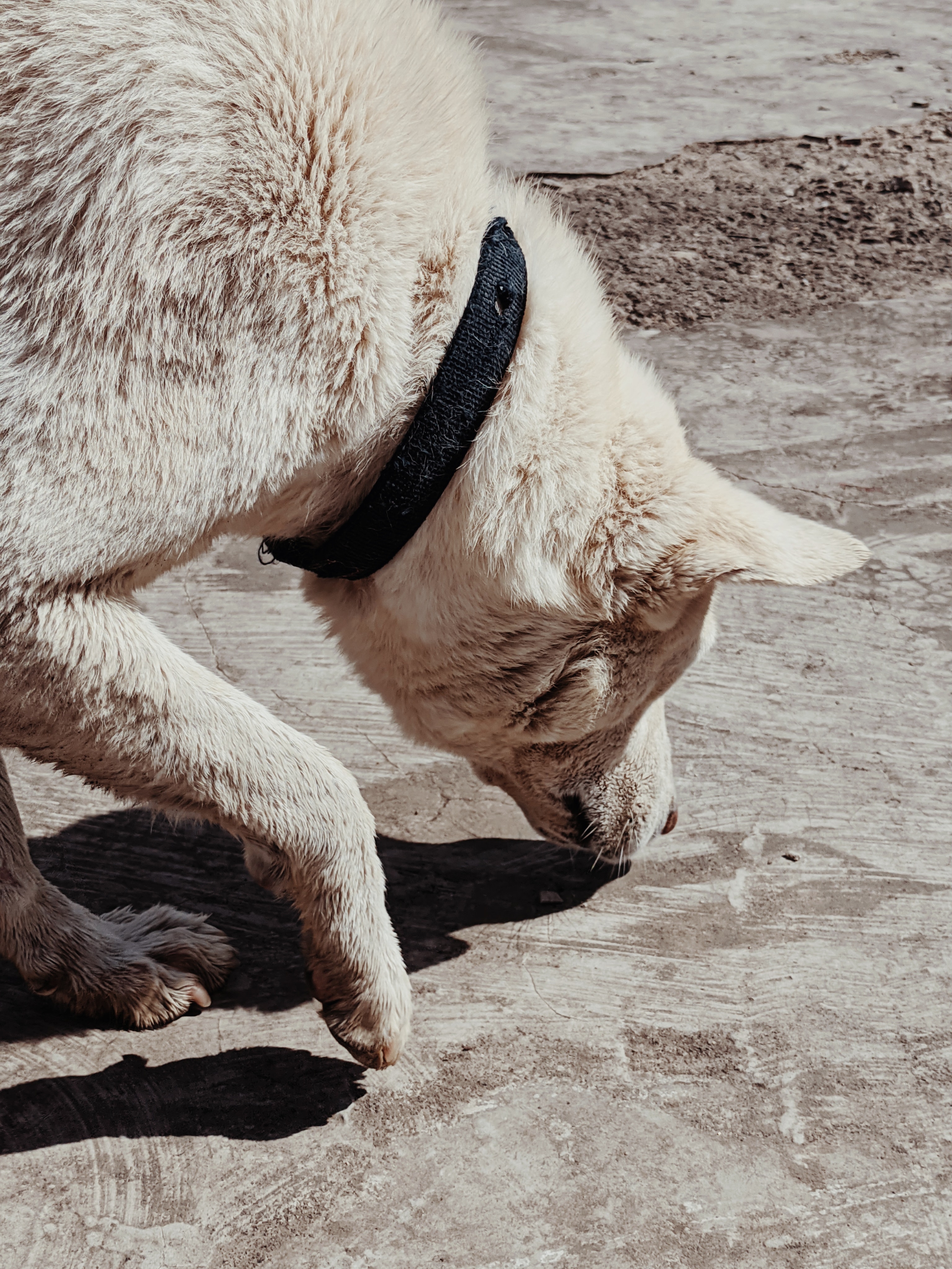 Dog sniffing on the ground.