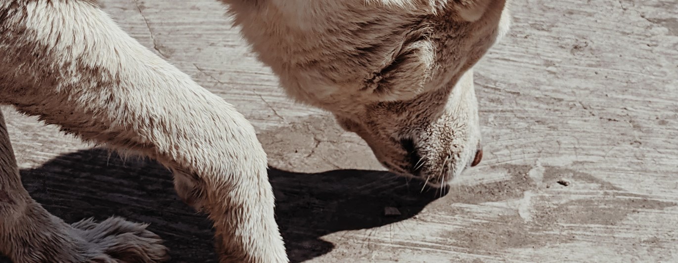 Dog sniffing on the ground.