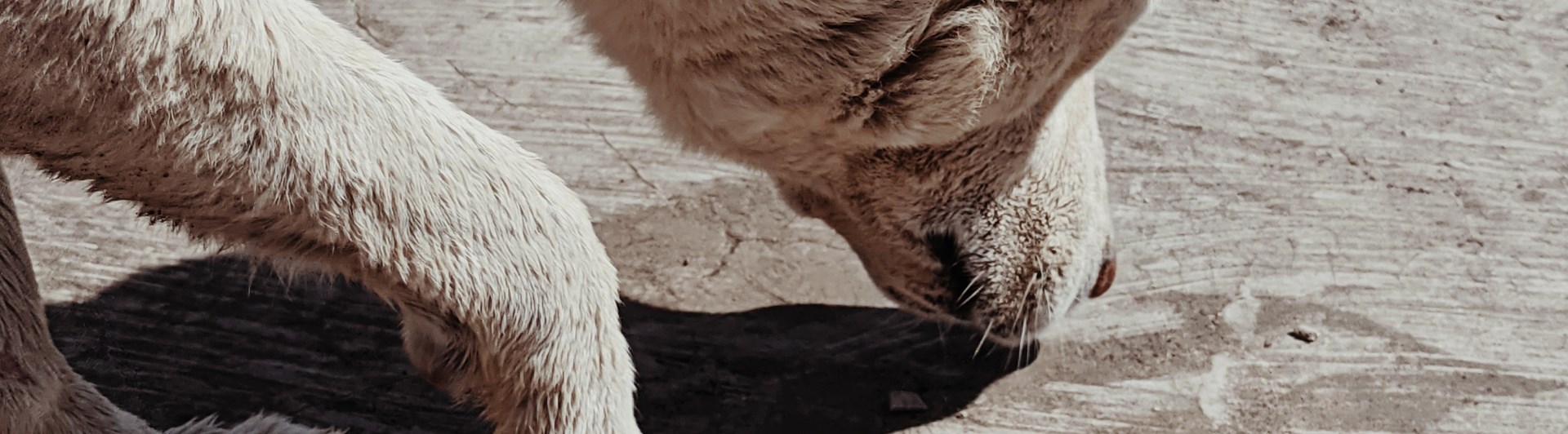 Dog sniffing on the ground.