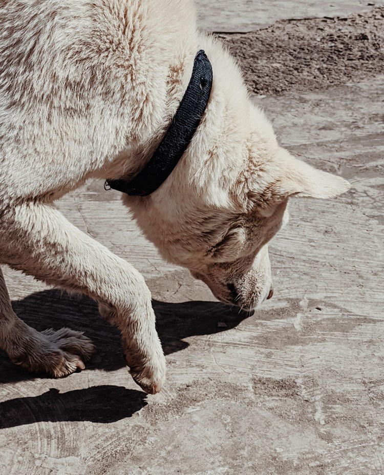 Dog sniffing on the ground.