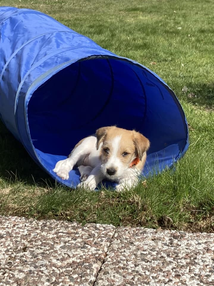 Liten hund vilar i öppningen till en agilitytunnel
