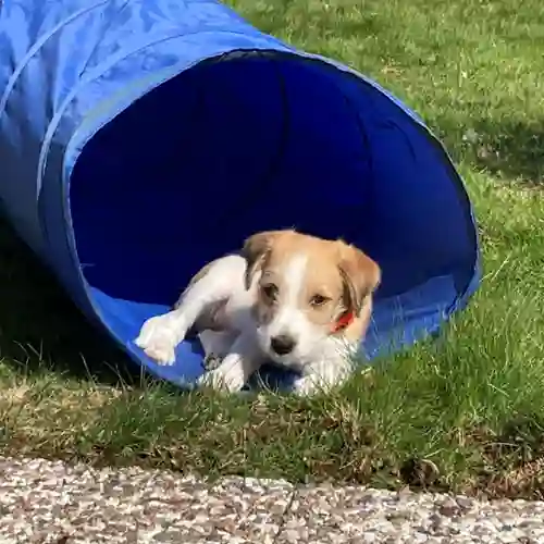 Liten hund vilar i öppningen till en agilitytunnel