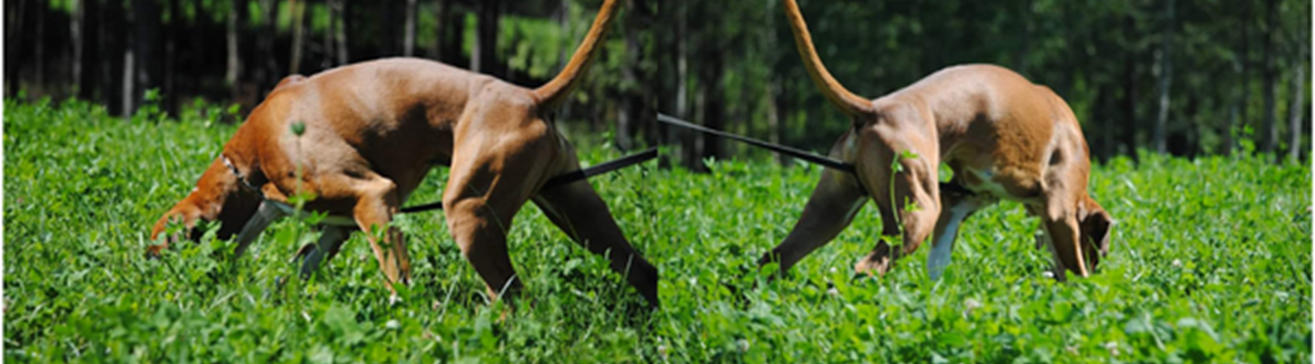 boxer spårar på fält