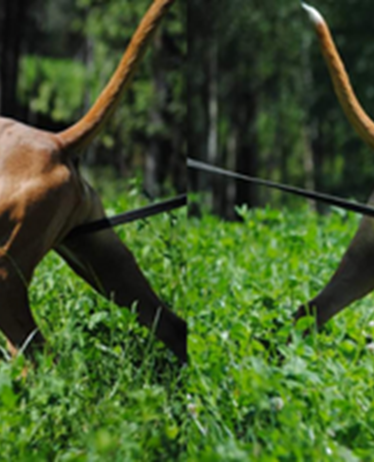 boxer spårar på fält