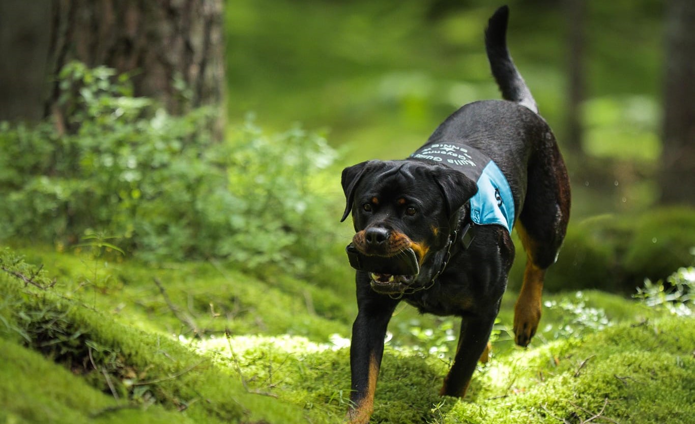 Bild på brukshund i sökskogen
