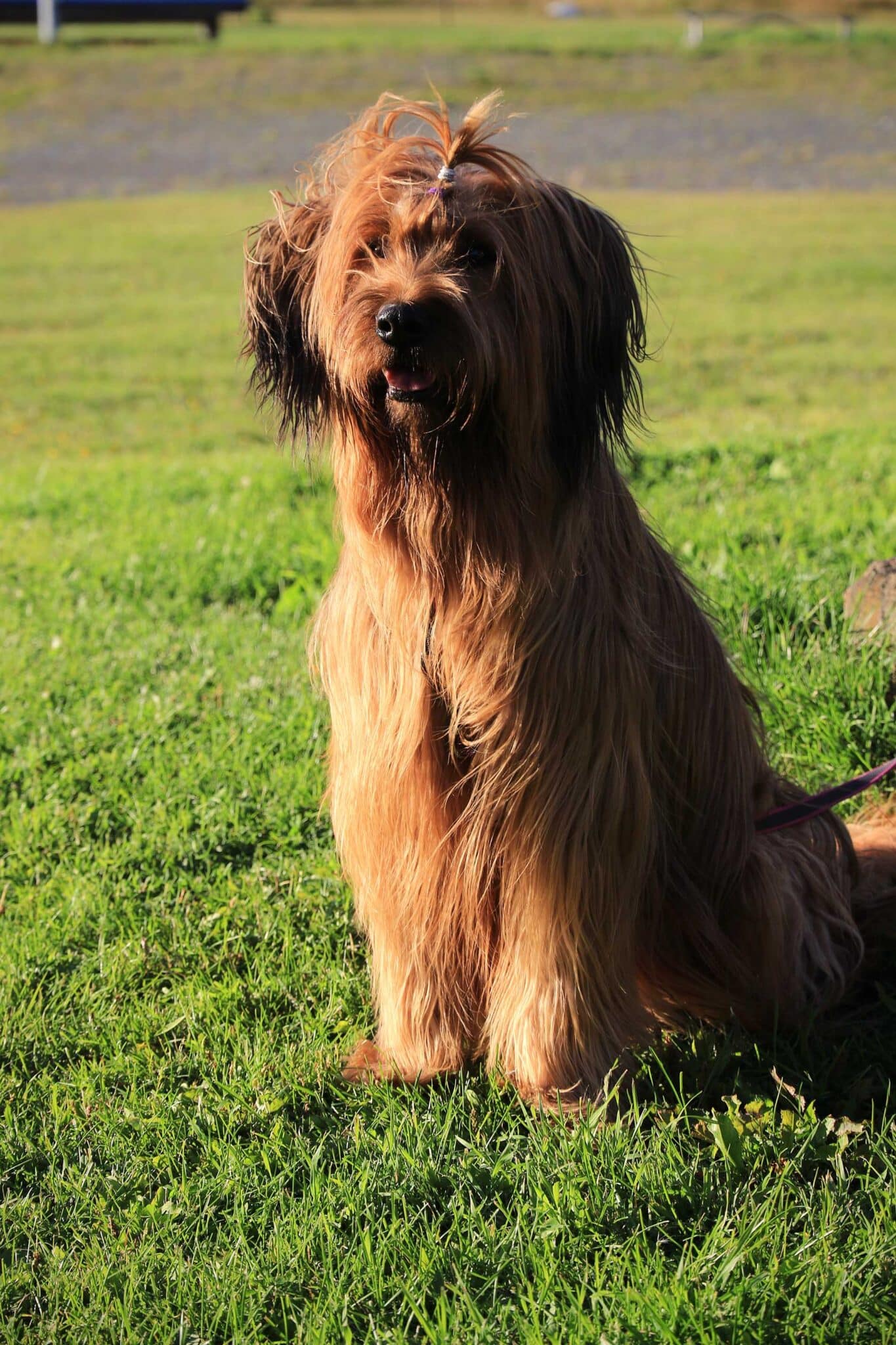 Sittande hund med lång brun päls