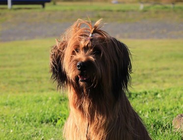 Sittande hund med lång brun päls