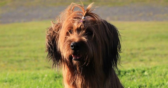 Sittande hund med lång brun päls