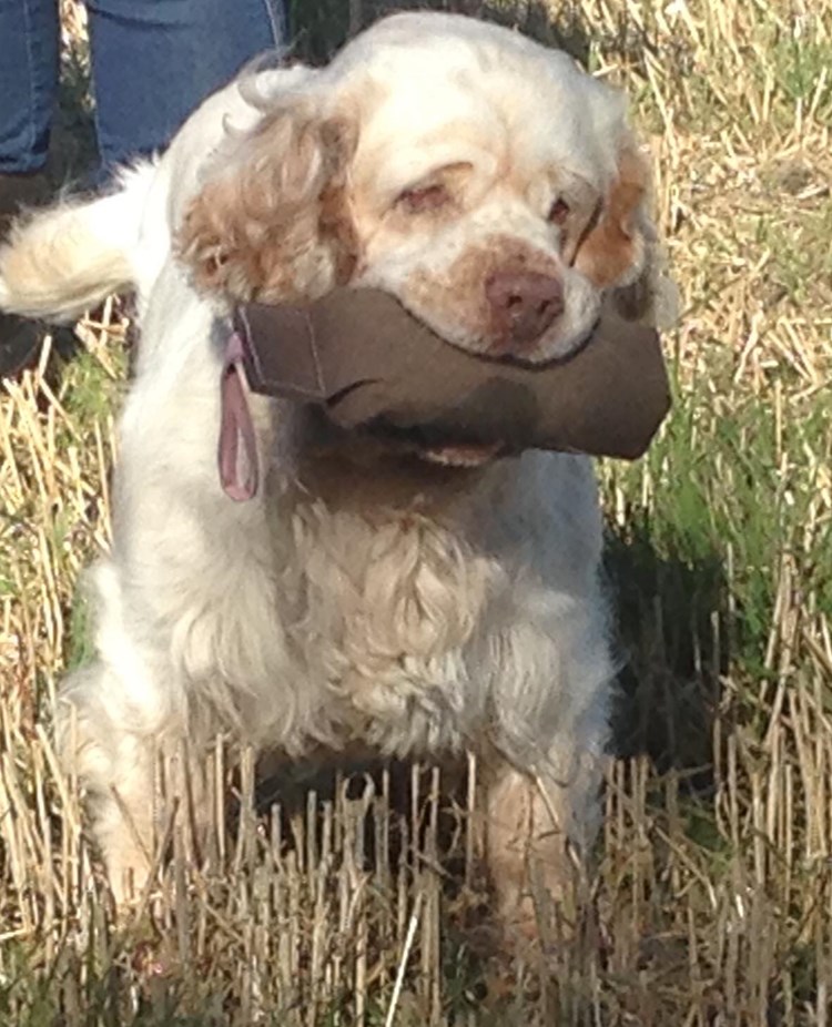 Hund med apport i munnen