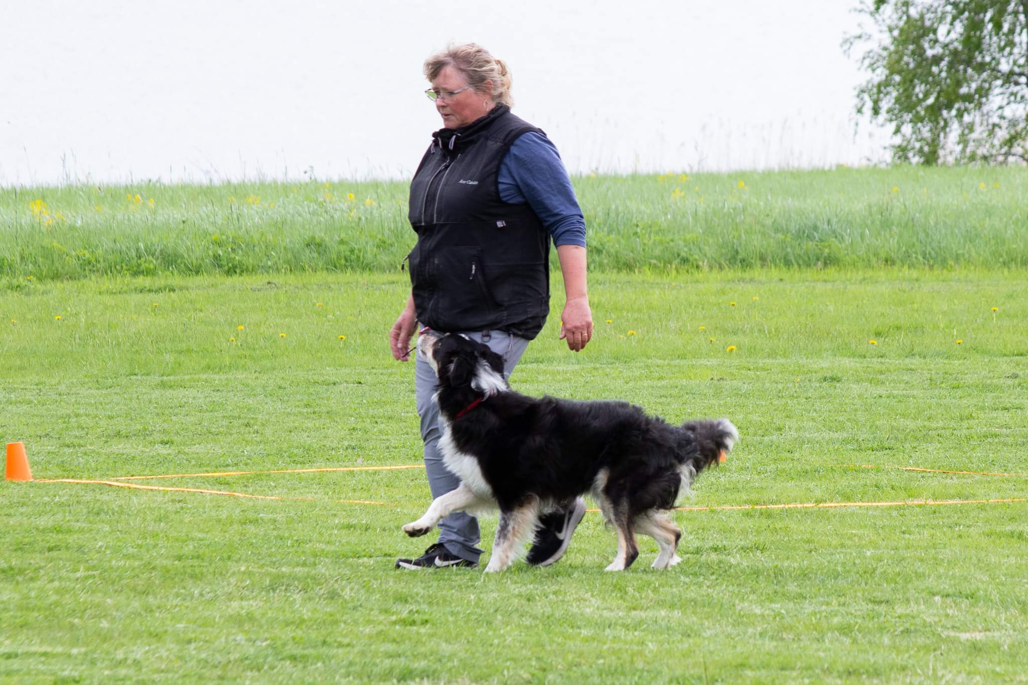 Border collie går fot tillsammans med hans matte.