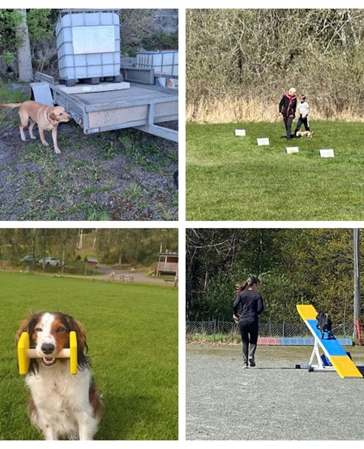 Olika hundsporter, Torslanda Öckerö Brukshundklubb