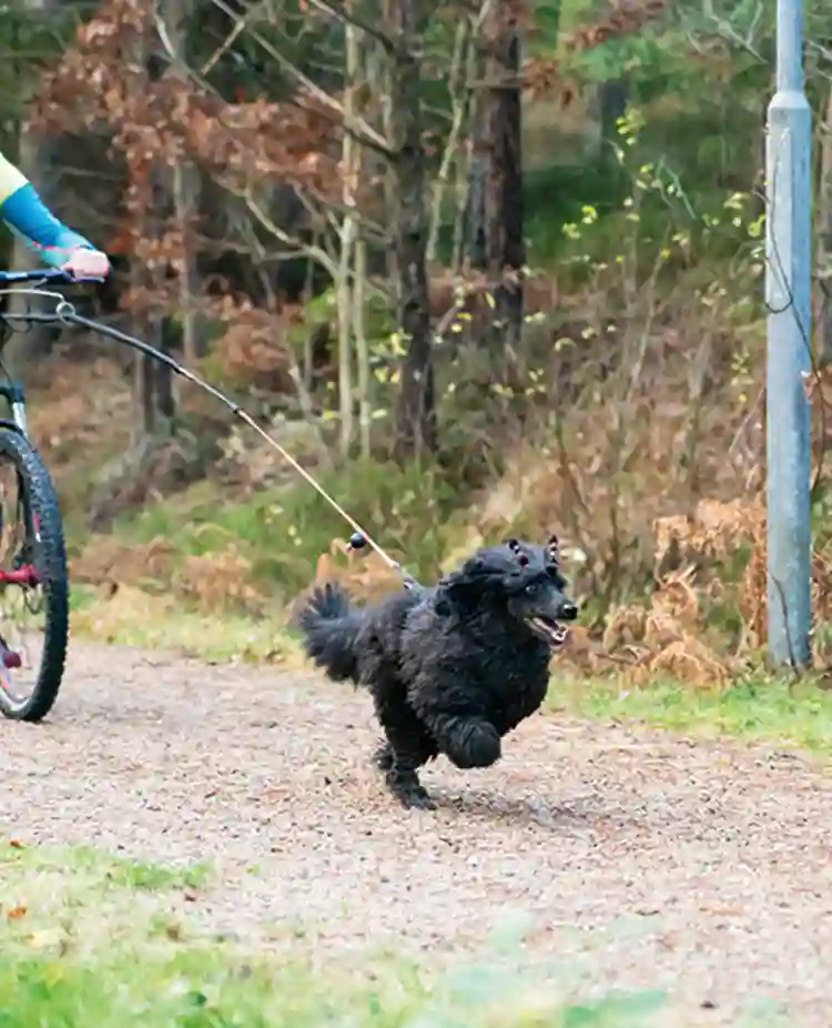 Den lilla svarta hunden Prim i drag framför matte på sparkcykel.
