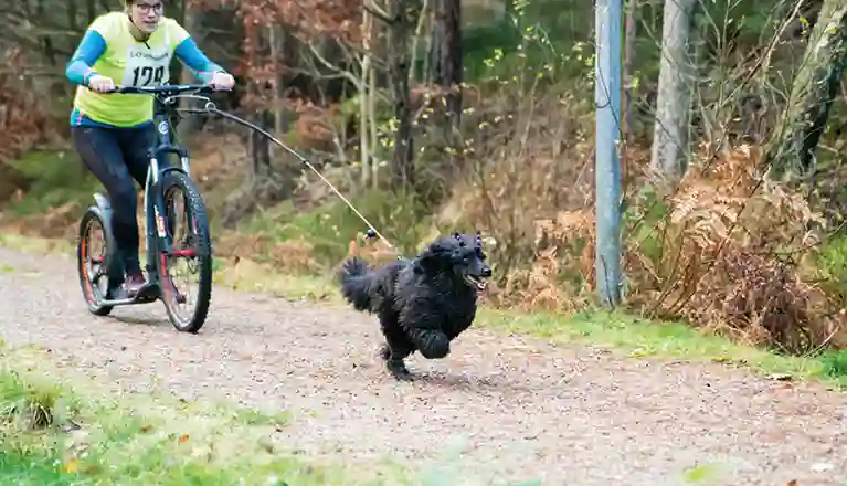 Den lilla svarta hunden Prim i drag framför matte på sparkcykel.