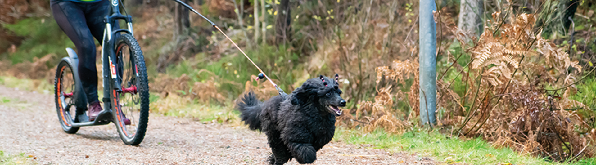 Den lilla svarta hunden Prim i drag framför matte på sparkcykel.