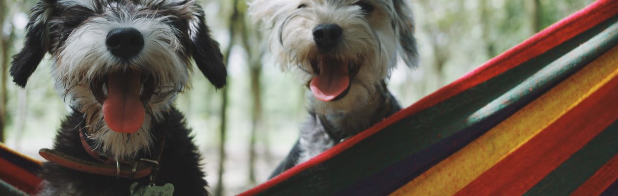 Två mindre, lurviga, hundar tittar ned i kameran