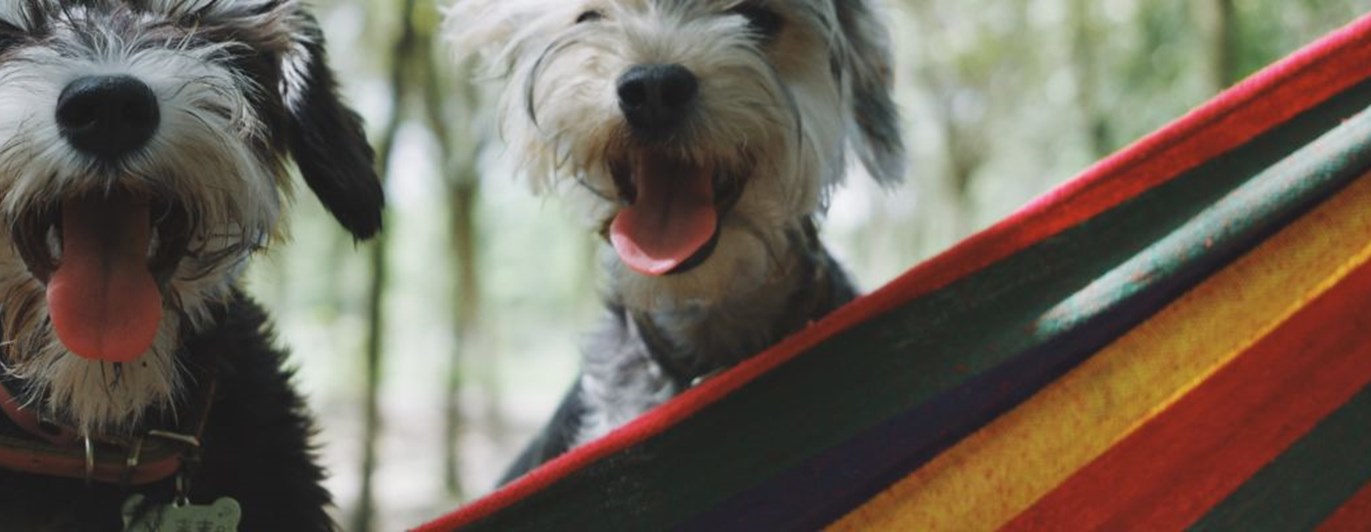 Två mindre, lurviga, hundar tittar ned i kameran