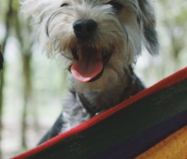 Två mindre, lurviga, hundar tittar ned i kameran