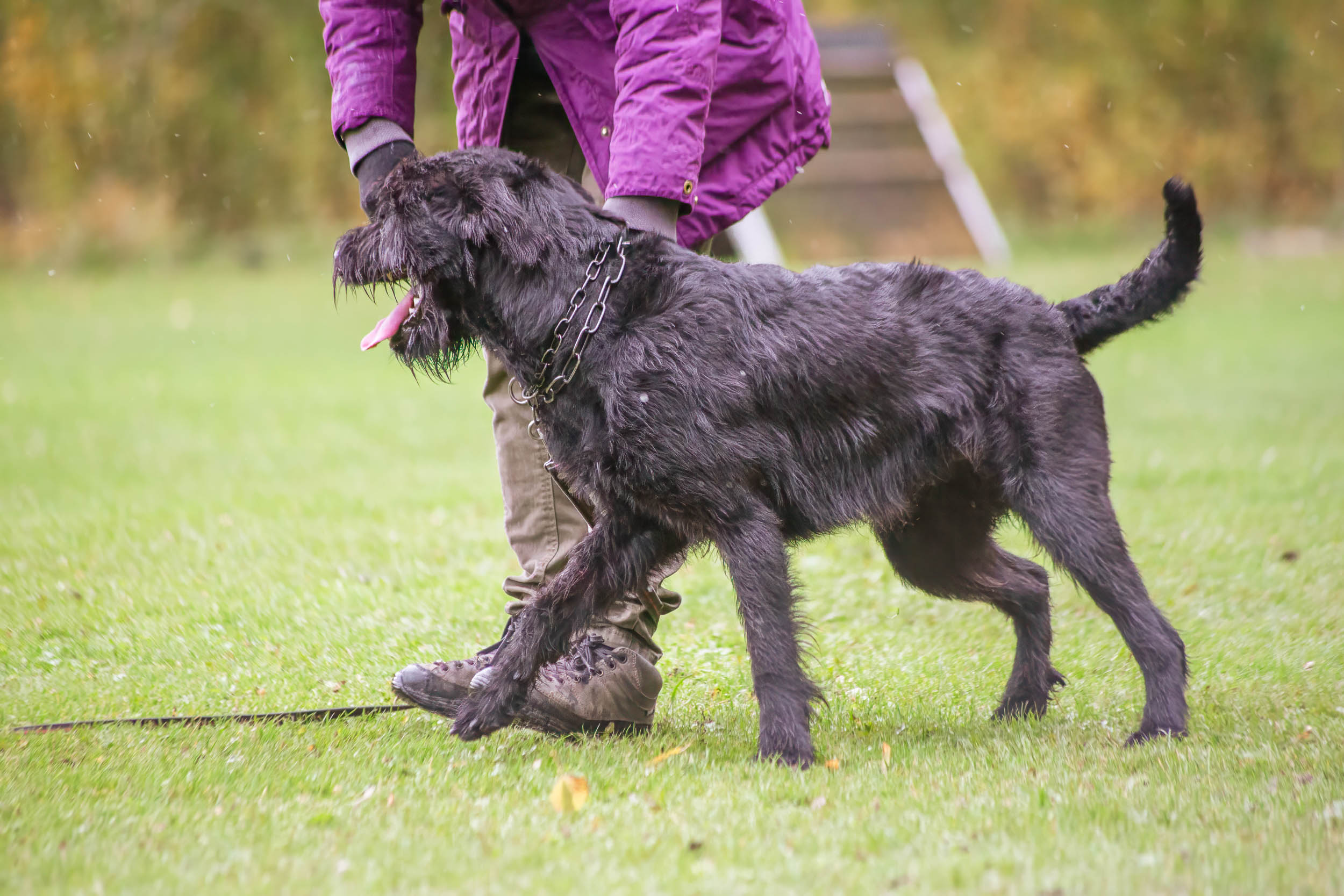 Hund vid sin förare