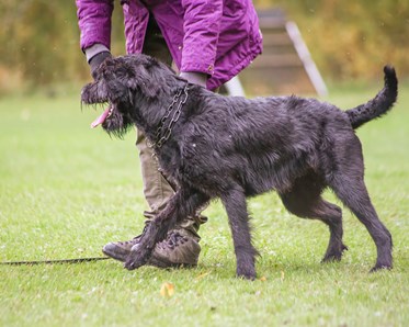 Hund vid sin förare