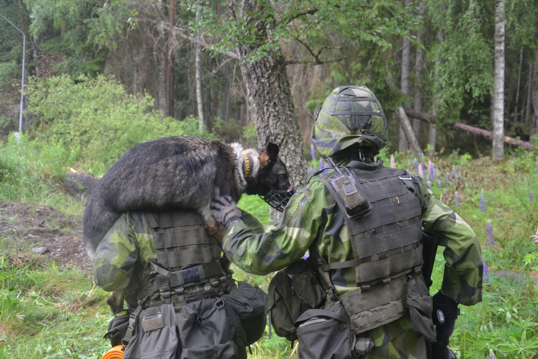 Tjänstehund blir buren på axlarna av militär