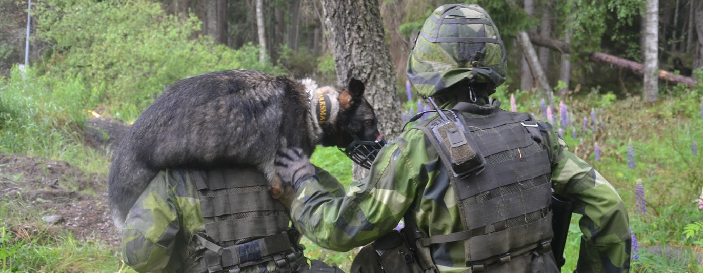 Tjänstehund blir buren på axlarna av militär