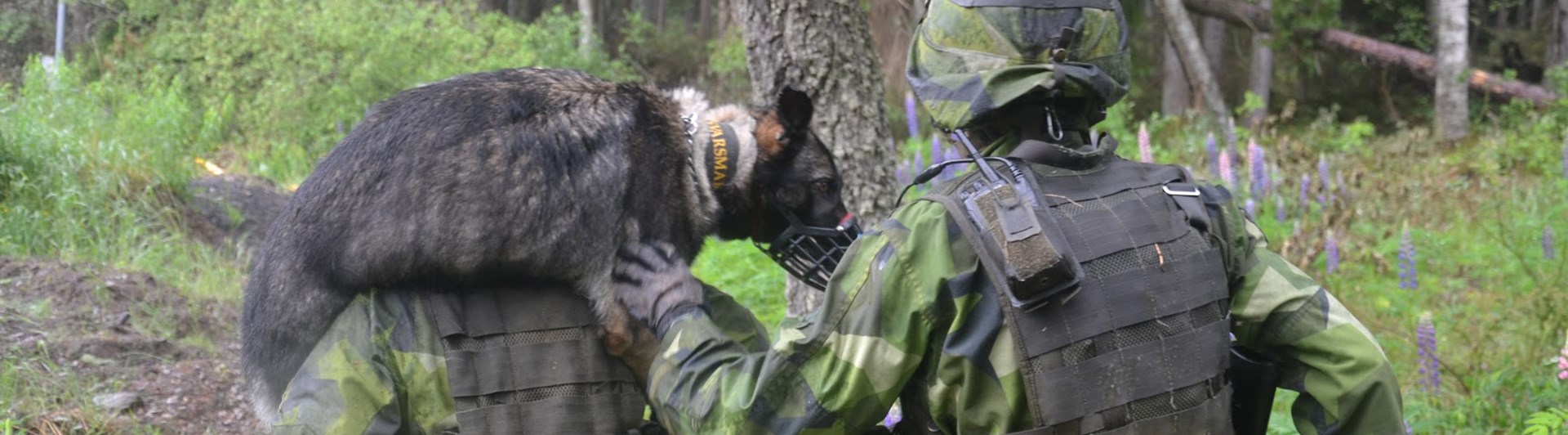 Tjänstehund blir buren på axlarna av militär