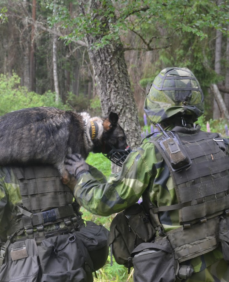 Tjänstehund blir buren på axlarna av militär