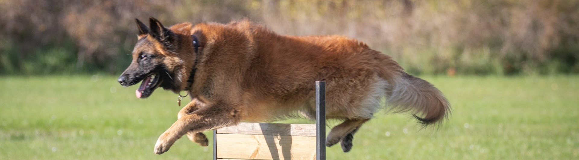 Belgisk Vallhund Tervueren - hopp över brukshinder