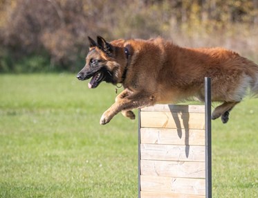 Belgisk Vallhund Tervueren - hopp över brukshinder