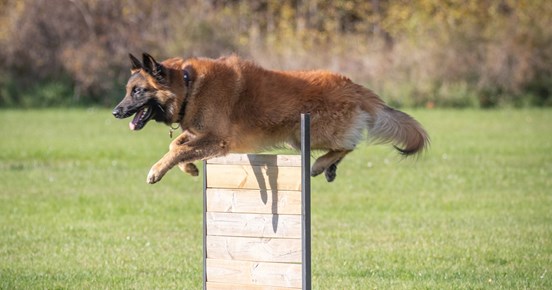 Belgisk Vallhund Tervueren - hopp över brukshinder